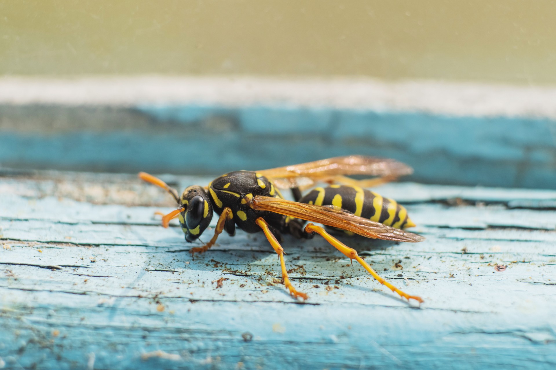 Hornet on window