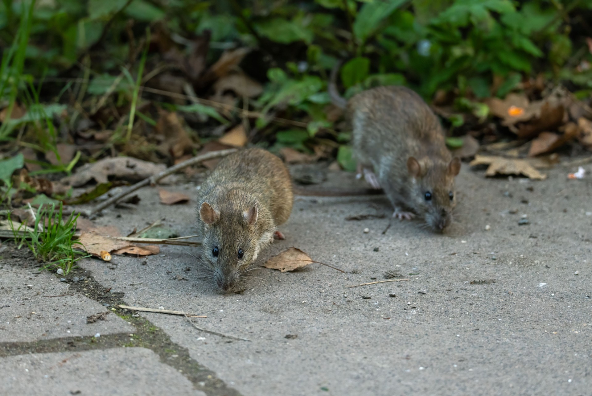 Two common rats (Rattus norvegicus) on a walkway